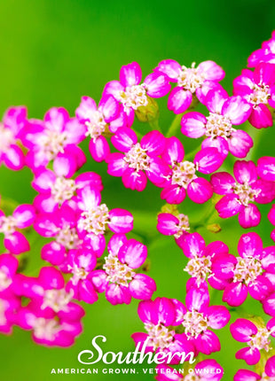 Cerise Queen Yarrow – 50 Seeds