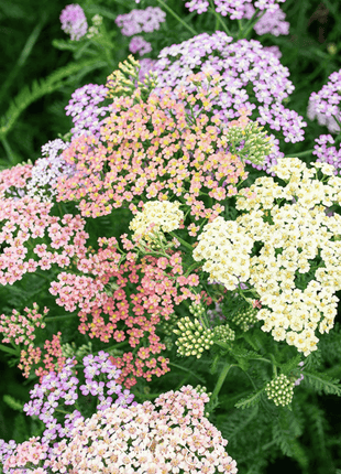 Colorado Yarrow Mix – 50 Seeds