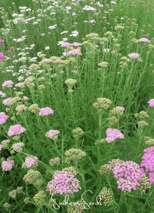 Colorado Yarrow Mix – 50 Seeds