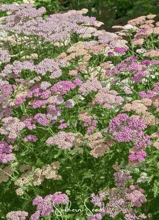 Colorado Yarrow Mix – 50 Seeds