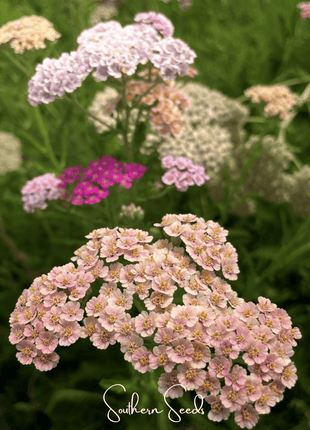 Colorado Yarrow Mix – 50 Seeds