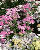 Colorado Yarrow Mix – 50 Seeds
