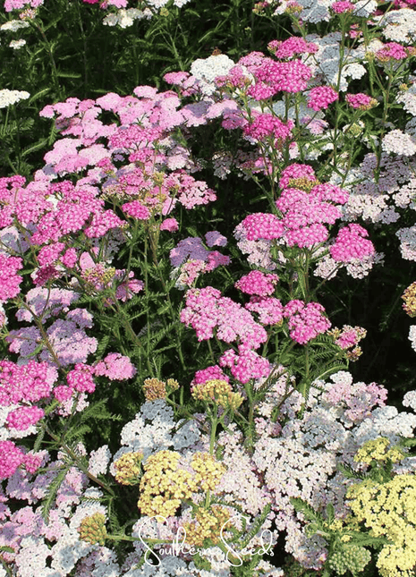 Colorado Yarrow Mix – 50 Seeds