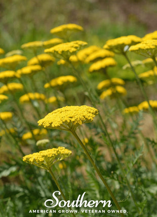 Golden Parker Yarrow – 100 Seeds