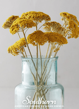 Golden Parker Yarrow – 100 Seeds