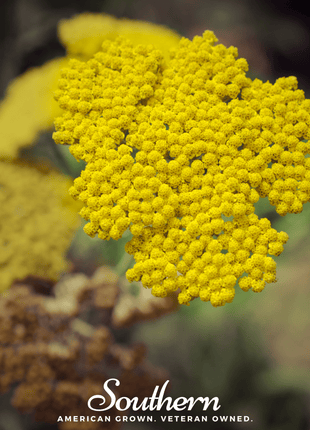Golden Parker Yarrow – 100 Seeds