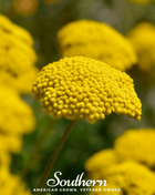 Golden Parker Yarrow – 100 Seeds