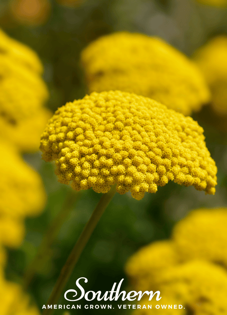 Golden Parker Yarrow – 100 Seeds