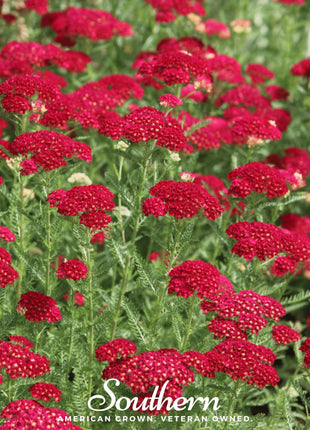 Red Yarrow – 100 Seeds
