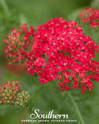 Red Yarrow – 100 Seeds