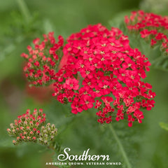 Collection image for: Yarrow