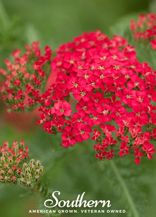 Red Yarrow – 100 Seeds