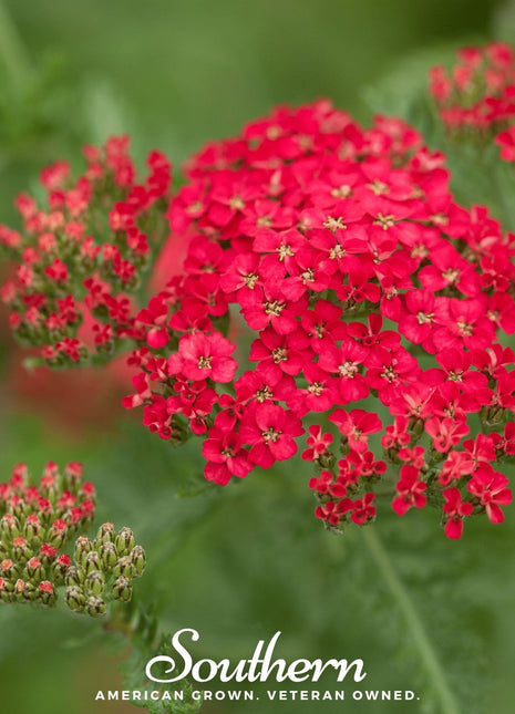 Red Yarrow – 100 Seeds