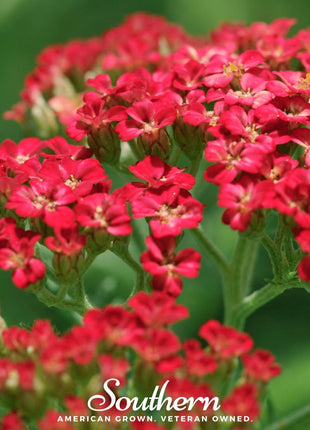 Red Yarrow – 100 Seeds