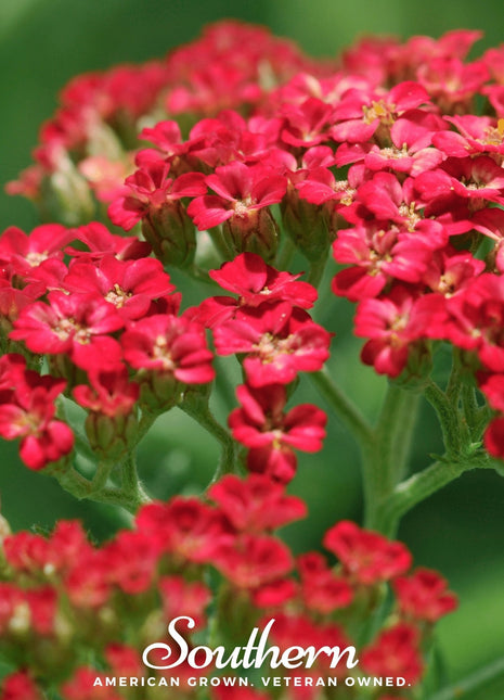 Red Yarrow – 100 Seeds
