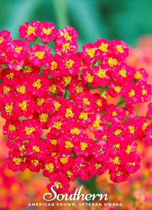 Red Yarrow – 100 Seeds