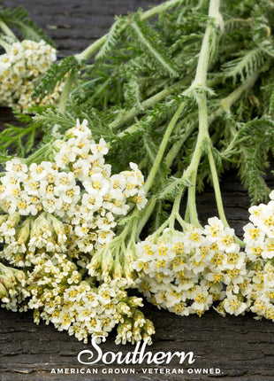 White Yarrow – 100 Seeds