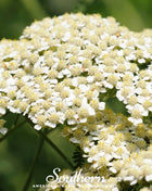 White Yarrow – 100 Seeds