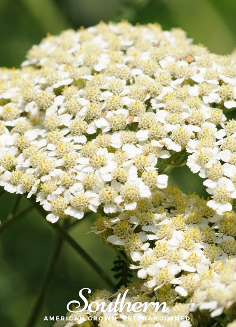 White Yarrow – 100 Seeds