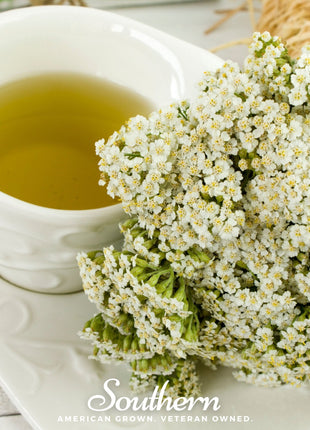 White Yarrow – 100 Seeds
