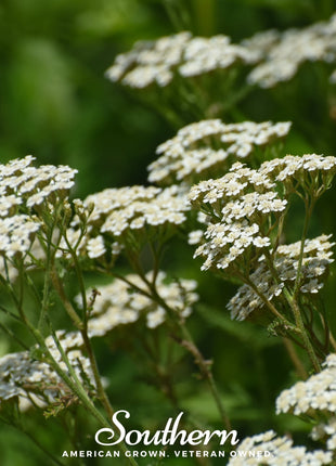 White Yarrow – 100 Seeds
