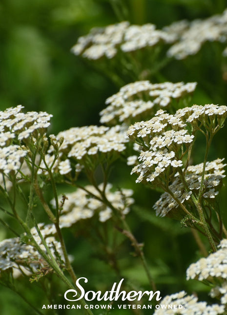 White Yarrow – 100 Seeds