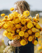 Yellow Strawflower – 100 Seeds