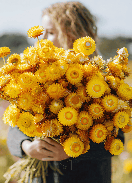Yellow Strawflower – 100 Seeds