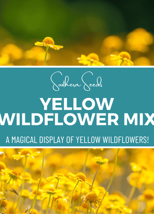Yellow Wildflower Seed Mix – 1,000 Seeds