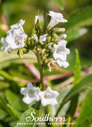 Yerba Santa – 30 Seeds