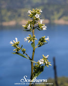 Yerba Santa – 30 Seeds