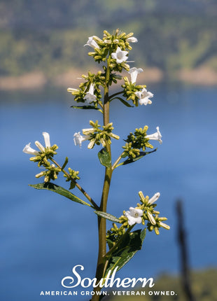 Yerba Santa – 30 Seeds