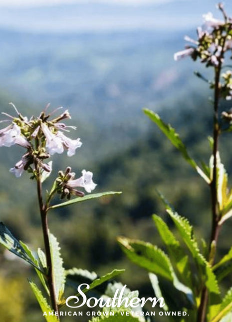 Yerba Santa – 30 Seeds