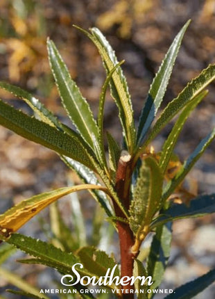 Yerba Santa – 30 Seeds