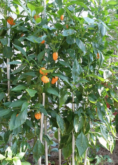 Lunchbox Sweet Pepper – 25 Seeds