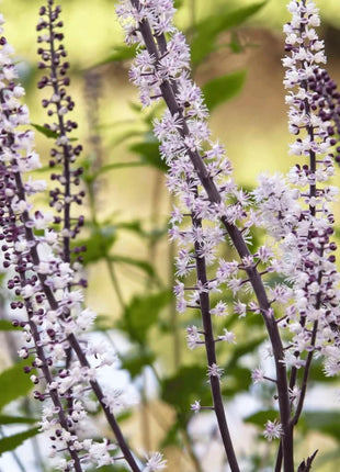 Black Cohosh (Bugbane) – 25 Seeds