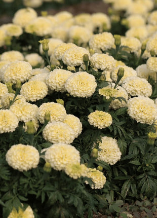 Moonlight African Marigold – 50 Seeds