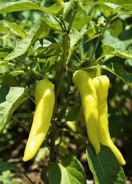 Sweet Banana Pepper – 25 Seeds
