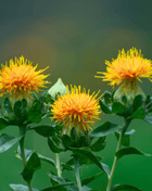 Zanzibar Safflower Seeds – 20 Seeds