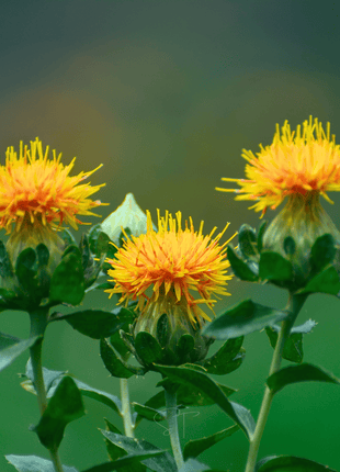 Zanzibar Safflower Seeds – 20 Seeds