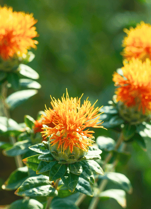 Zanzibar Safflower Seeds – 20 Seeds