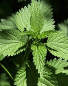 Stinging Nettle – 100 Seeds