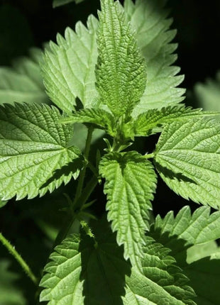 Stinging Nettle – 100 Seeds
