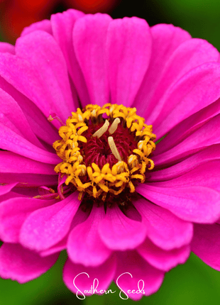 Blueberry Cheesecake Zinnia – 100 Seeds