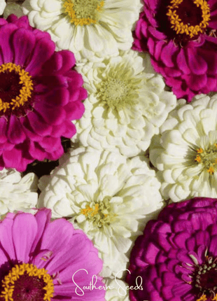 Blueberry Cheesecake Zinnia – 100 Seeds