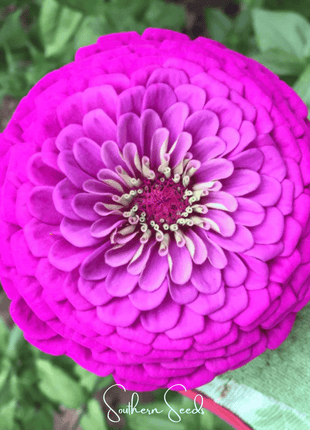 Blueberry Cheesecake Zinnia – 100 Seeds