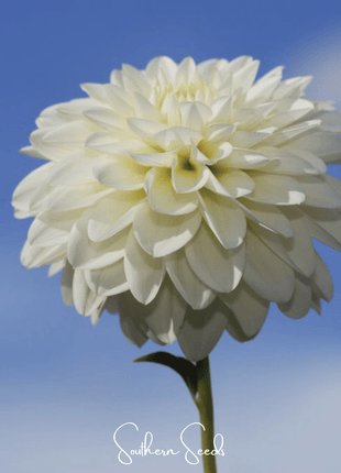Blueberry Cheesecake Zinnia – 100 Seeds