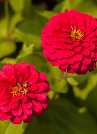Cherry Queen Zinnia – 100 Seeds