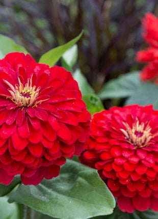 Cherry Queen Zinnia – 100 Seeds