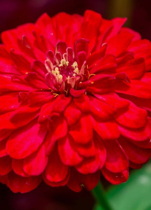 Cherry Queen Zinnia – 100 Seeds